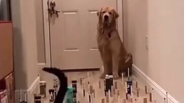 Even the repair dog is being extra cautious!