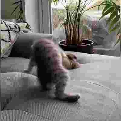 Kucing kucing lucu