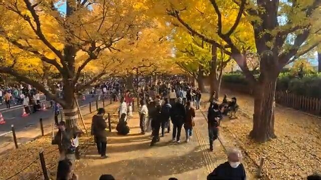 【Jingu Gaien】Walking the Golden Ginkgo Avenue｜High-Angle & Instagram Spots【4K】