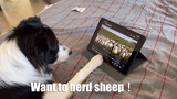 The Border Collie Wants to Go Home to Be a Shepherd?