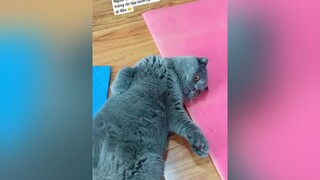 Người ta đã béo như con heo rồi đây này 🤣🤣onhavanvui meocute phongchongdichcovid19 cute Mun Meow meodangyeu