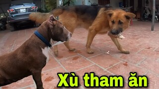 Bữa Ăn Thịnh Soạn Của Những Chú Chó Chiến Binh | Săn Bắt Ẩm Thực Vùng Cao