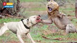 Chó PitBull Điên Cuồng Tấn Công Báo Sư Tử Và Cái Kết Không Ngờ Đến |Hóng Khám Phá