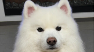 Please grant the puppy this request!