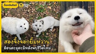 สองจิ้งจอกยิ้มหวาน อ้อนตะมุตะมิหลังพบชีวิตใหม่ | Dog's Clip