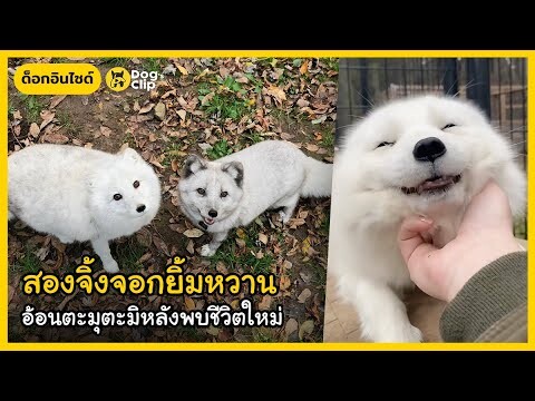 สองจิ้งจอกยิ้มหวาน อ้อนตะมุตะมิหลังพบชีวิตใหม่ | Dog's Clip