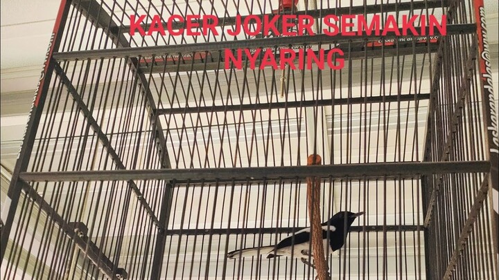 SUARA KACER JOKER SEMAKIN HARI SEMAKIN NYARING BANGET