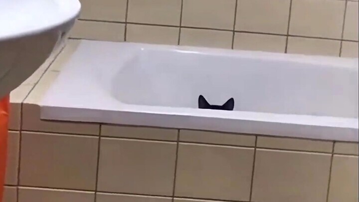 只有养过猫的才能知道躲猫猫的快乐！