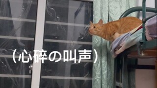 宿舍附近的橘猫不小心闯进宿舍之后慌了 但叫声真的好可爱