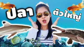 VLOG : ปลาสวยงามตัวใหญ่มาก ที่ ฟิชวิลเลจ ราชบุรี/ Fish Village Ratchaburi