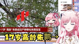 【泽音】陕西17岁高龄朱鹮孵下宝宝👀这下17岁音音真成高龄鸟了🤣