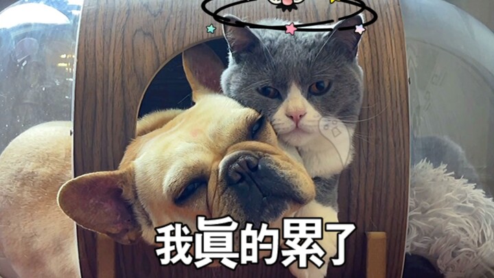 面对喜欢放屁的gou，猫:我真的累了……😭