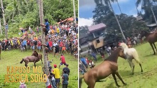 Ipinagbabawal na duwelo ng mga kabayo, ginanap sa isang pista sa Leyte! | Kapuso Mo, Jessica Soho