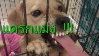 น้องหมาตกใจ ช่างหน้ารักจริงๆ 😂😂😂