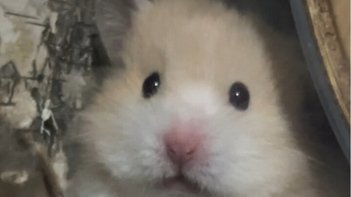 Sao gấu con ăn uống mà cứ chóp chép miệng thế nhỉ?