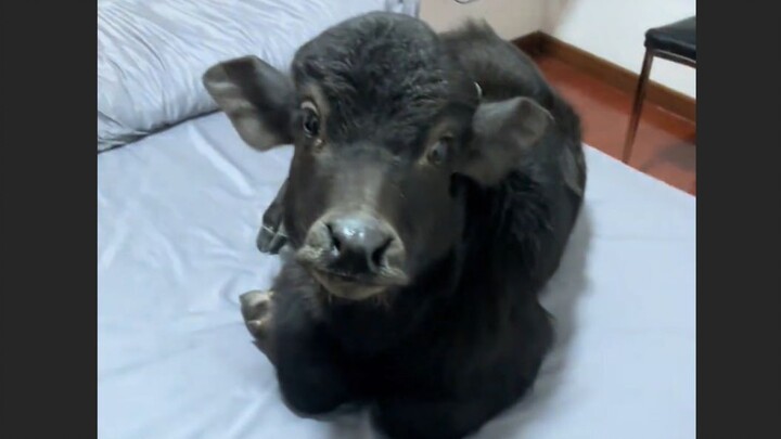 Trâu nước có thích hợp làm thú cưng không?