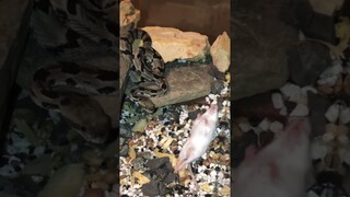 Rattlesnake kills mouse fast 🐍🐁😱 #rattlesnake #snake #kill #bite #reptiles #serpent #mouse #wow
