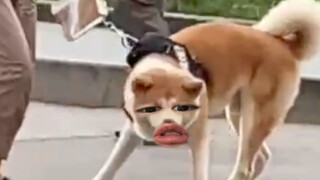 我就想吃小香肠