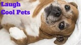 💥Laugh Cool Pets Viral Weekly😂💥of 2020 | Funny Animal Videos💥👌