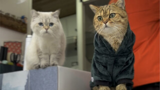 Apa yang dilakukan anak kucing setiap hari saat bepergian dalam RV jangka panjang?