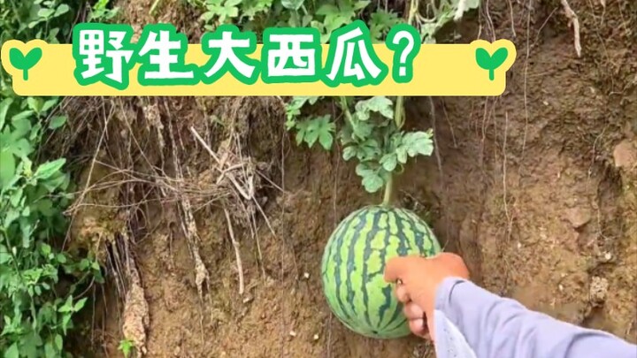 难道这就是传说中的屙瓜？