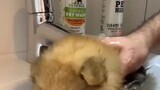 Menyusut setelah dicuci - Pomeranian