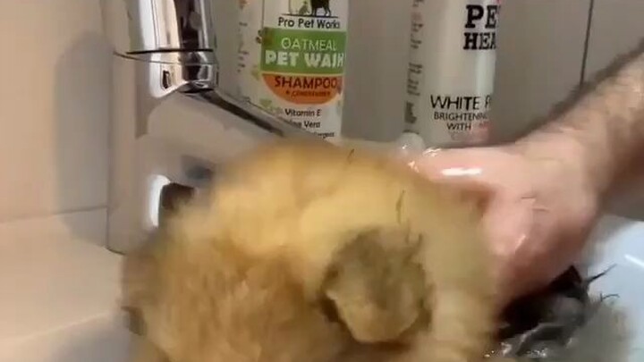 Menyusut setelah dicuci - Pomeranian