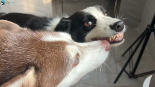 In the current situation of a family with multiple dogs, we must treat all dogs equally in order to 