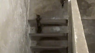 Kucing kecil menemukan seekor kucing jalanan kecil dan membawanya untuk makan makanannya sendiri.