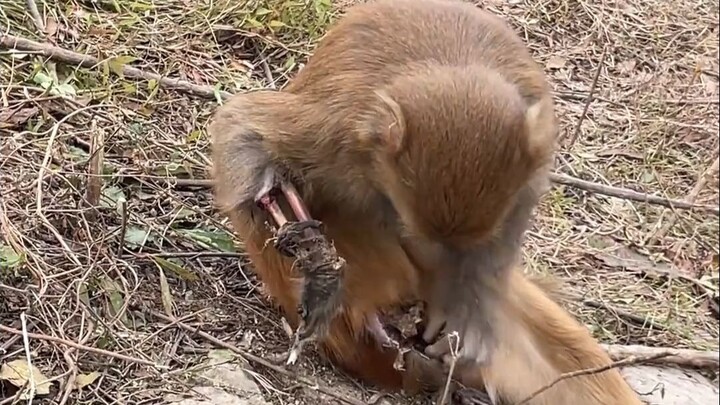 Đúng là thợ điện khỉ chẳng có kết cục tốt!