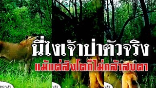 @Awesome Videos ใครคือเจ้าป่าตัวจริง เมื่อ "สิงห์" ก็ยังต้องเผ่นเลย