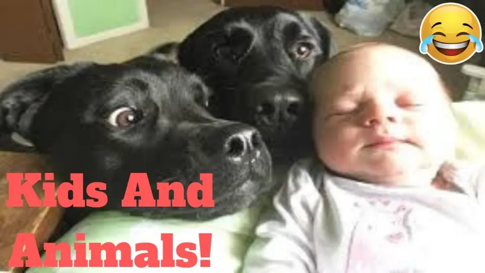 Funniest Pets Meet The Cutest Kids And Babies Weekly😂 of 2019| Funny  Animal Videos👌 - Bilibili