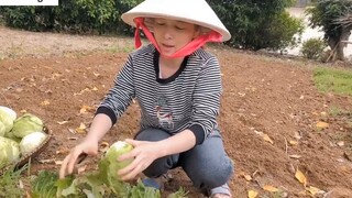 Thu hoạch bắp cải sau vườn nhà _ harvest cabbage and turnips _ 5