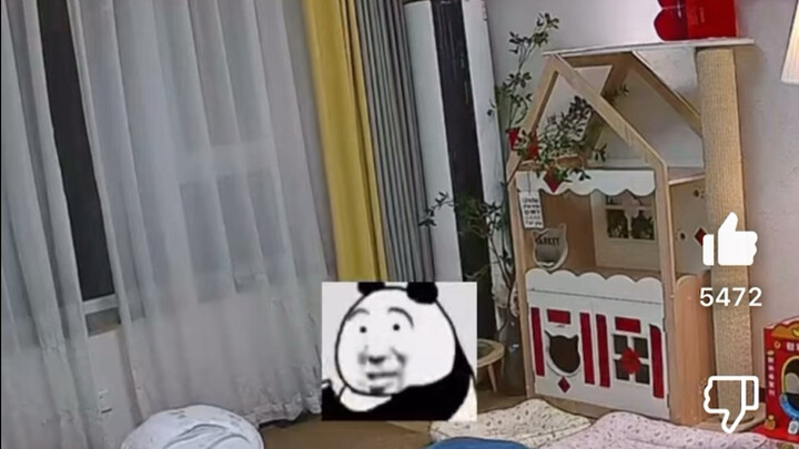 Komentar hangat warga net di YouTube dan para netizen mancanegara: “Pasangan Tiongkok mencari kucing