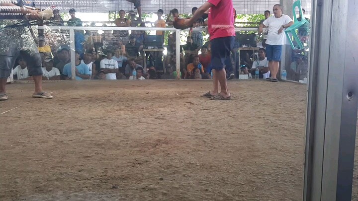 Talisay vs Pula ( maganda cutting style talisay )