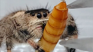 What happens if you take away a jumping spider's mealworms?