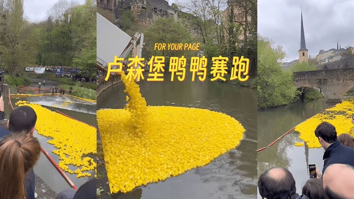 快来参加卢森堡的鸭子赛跑吧，真太有趣了鸭 🦆