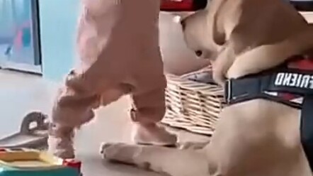 Lần đầu tiên nhìn thấy sự sợ hãi trên khuôn mặt của chú chó