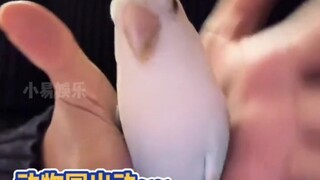 我看看谁家宠物还没跳过 flower搜 s呢？？ #宠物