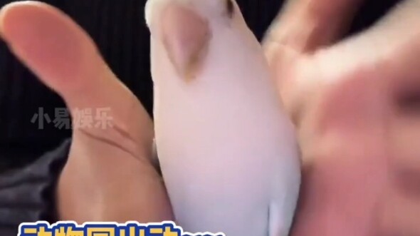 มาดูกันหน่อยว่ามีสัตว์เลี้ยงบ้านไหนยังไม่เคยค้นหา flower ใน s บ้าง?? #สัตว์เลี้ยง