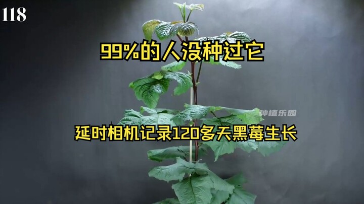 99%的人没种过它，从果肉里取出种子种植，延时相机记录了黑莓120多天的生长过程。