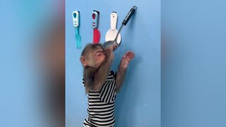 thucungvuinhon thucung🔔 monkey🔔 thucung