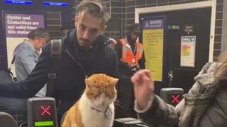 猫“嘿嘿，人类是最好拿捏的生物~”