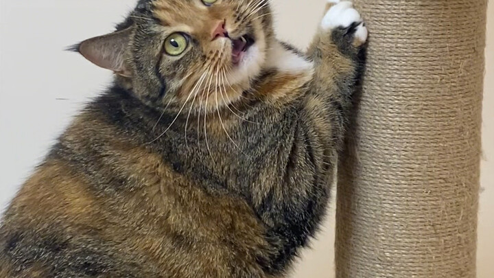 花大价钱定制……