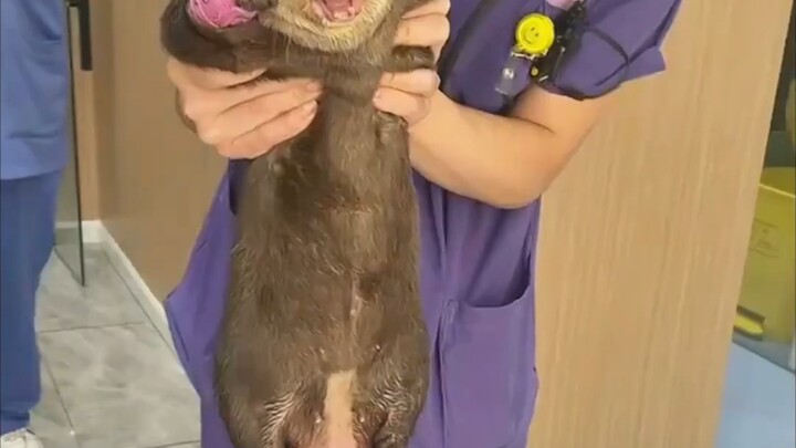 Otter cries loudly in hospital, trying to tell the doctor it's fine