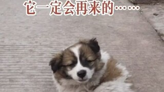 Puppy: Mom, please go back. The king of Langlang Mountain loves me very much.