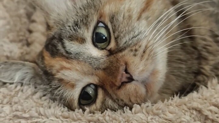 Mom, can I snooze for a bit longer?
