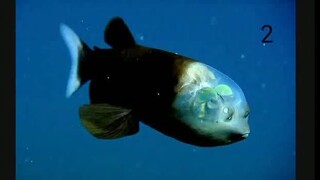 Top 5 weird fish