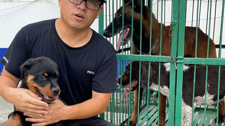 Si Macan Tutul Hitam kecil bertemu dengan Bawan, Barton, dan Baqian. Semoga Si Macan Tutul Hitam bis