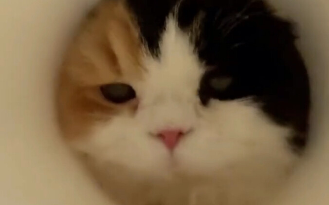 Even little kitties have their worries!